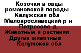 Козочки и овцы романовской породы - Калужская обл., Малоярославецкий р-н, Потресово д. Животные и растения » Другие животные   . Калужская обл.